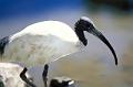 threskiornis molucca